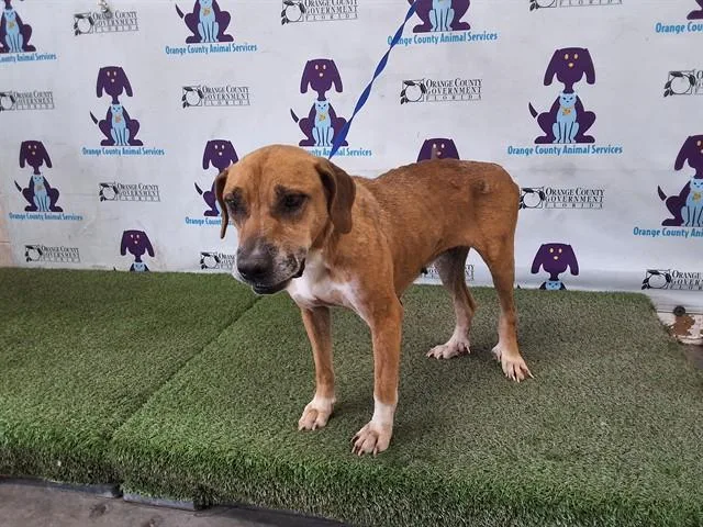 An adult medium-sized female Black Mouth Cur dog named Baby Girl for adoption in Orlando, FL