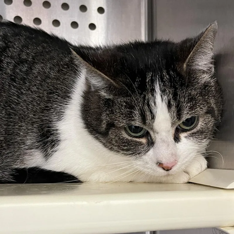 An adult large-sized female Gray / Blue / Silver Domestic Short Hair cat named Martha for adoption in Roanoke, VA