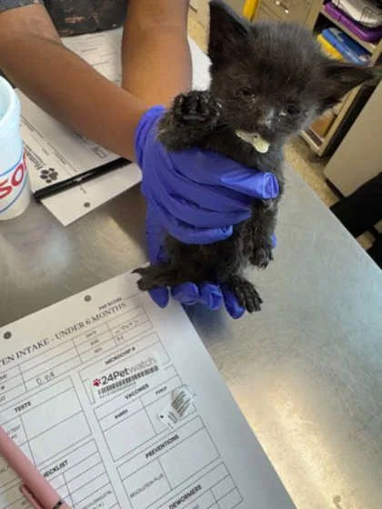 A baby small-sized male Domestic Short Hair cat named Rick Devens for adoption in Memphis, TN