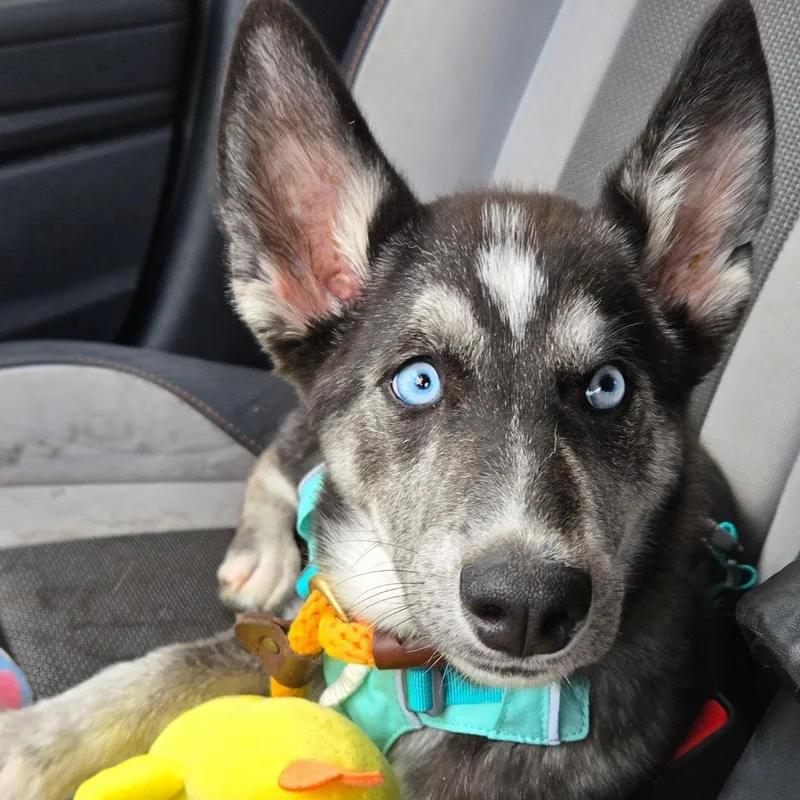 A young medium-sized female Husky dog named Kuromi for adoption in Eugene, OR