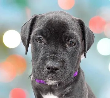 A baby medium-sized female Black Mixed Breed dog named Petunia for adoption in Schaumburg, IL