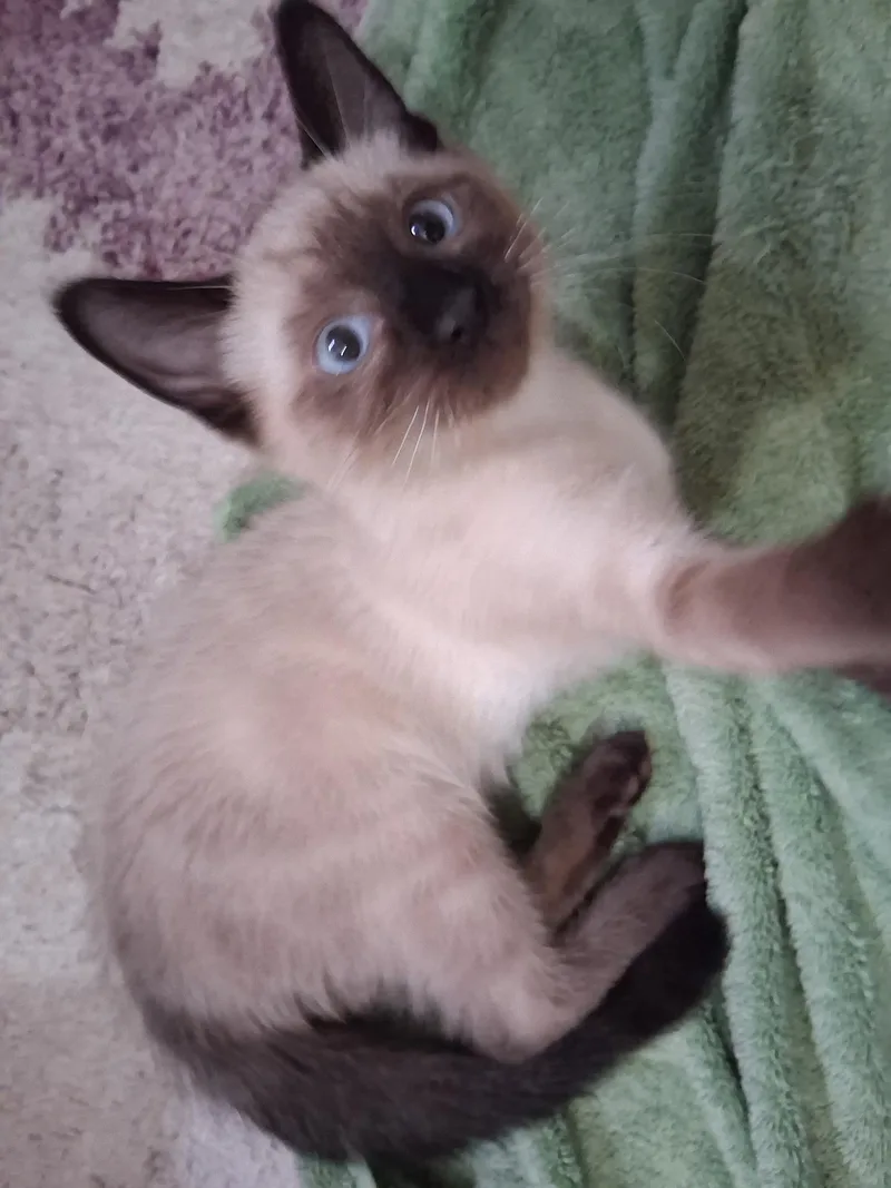 A young medium-sized female Cream Point Siamese cat named Pascha for adoption in Pocatello, ID