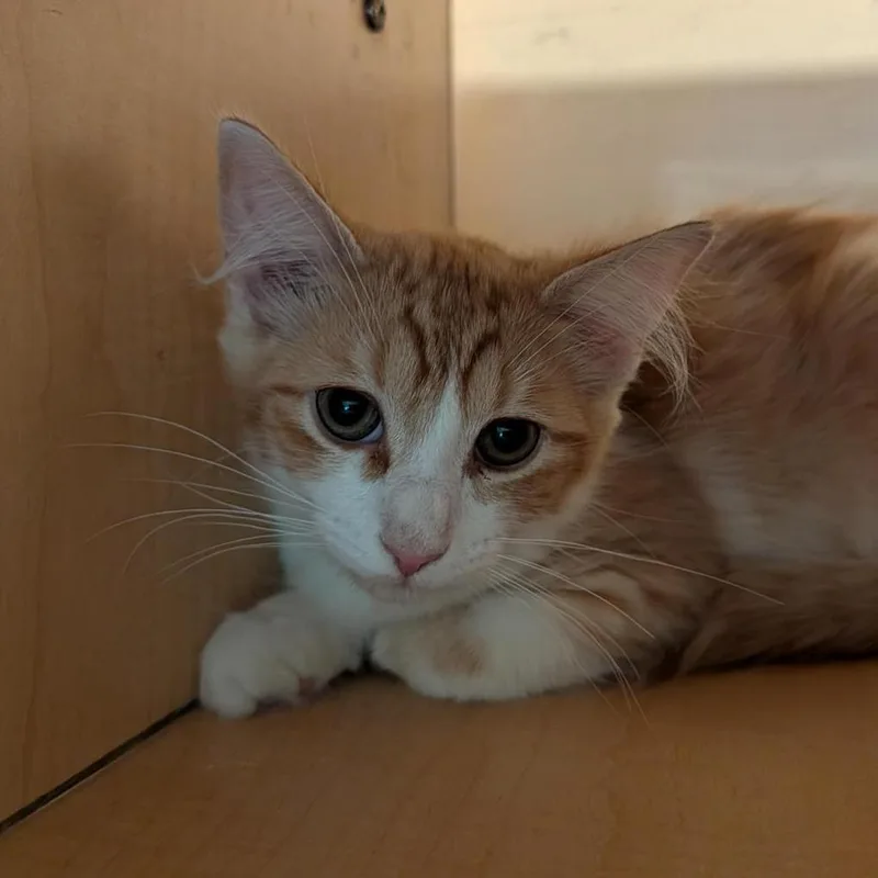 A baby small-sized female Orange / Red Domestic Long Hair cat named Fluffers for adoption in Washington Township, OH