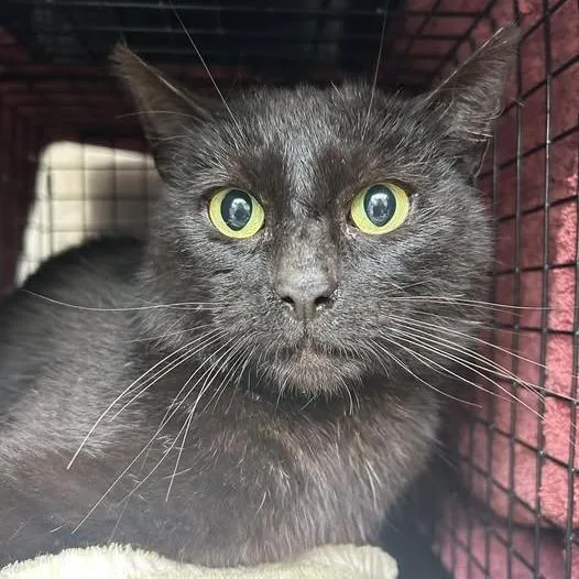 An adult medium-sized female Black Domestic Short Hair cat named Quest for adoption in Bristol, IN