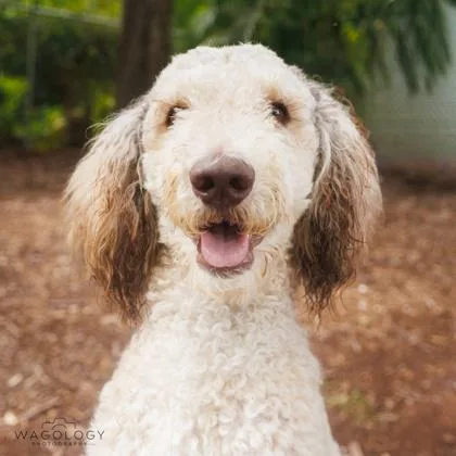An adult medium-sized male Standard Poodle dog named Leo for adoption in Largo, FL
