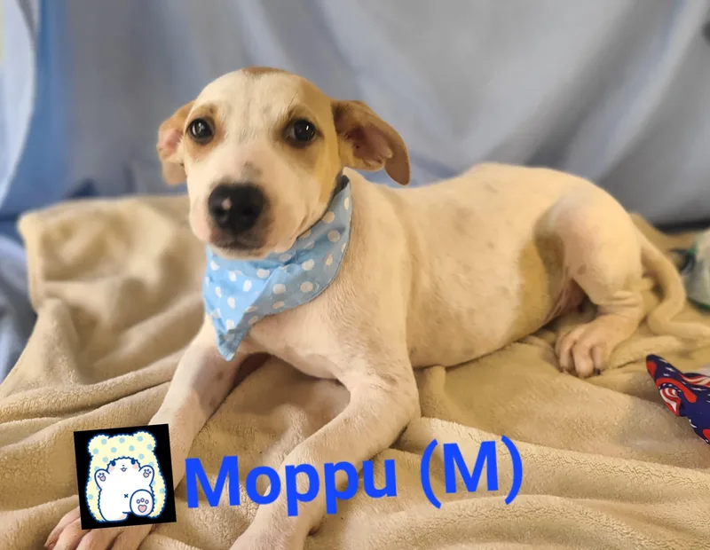 Moppu thumbnail 4