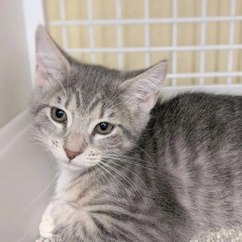 A baby small-sized female Gray / Blue / Silver Domestic Short Hair cat named Anetra for adoption in Hamburg, NY