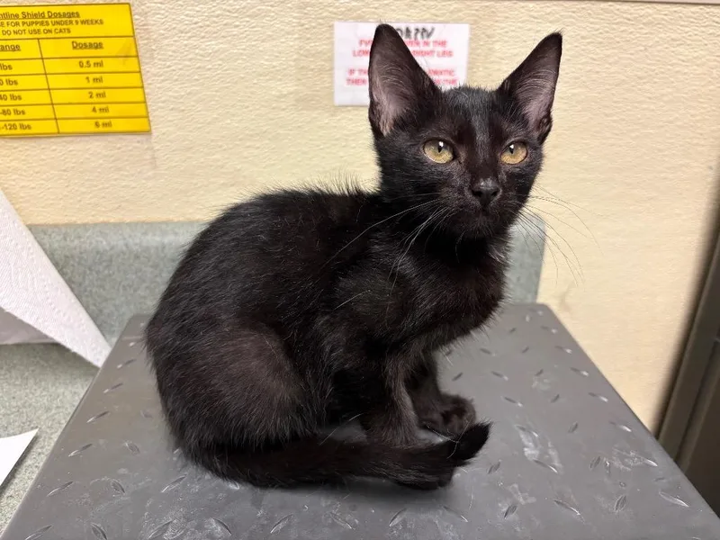 A baby small-sized male Domestic Short Hair cat named Noche for adoption in Ellijay, GA