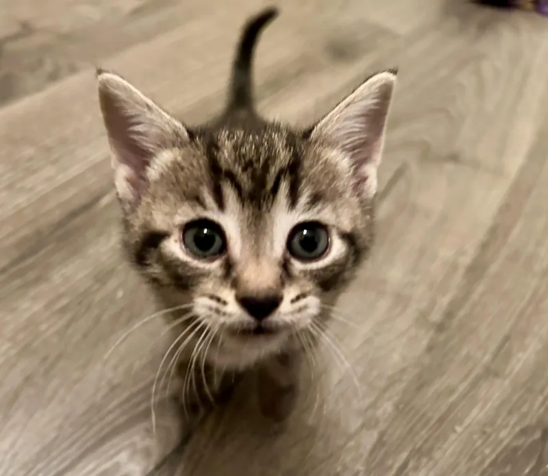 A baby medium-sized male Tabby (Gray / Blue / Silver) Domestic Short Hair cat named Donald for adoption in Richmond, VA