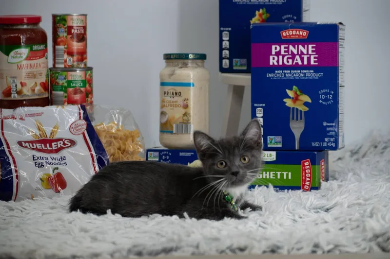 A baby medium-sized female Domestic Short Hair cat named Cacio e Pepe for adoption in Sevierville, TN