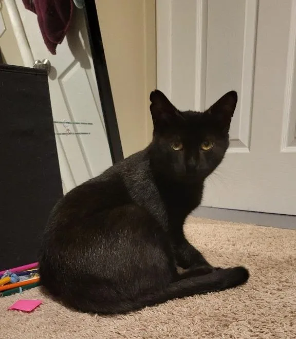 Midnight thumbnail 2