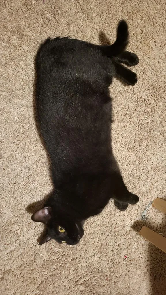 Midnight thumbnail 3