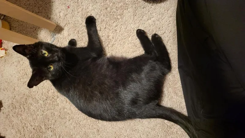 Midnight thumbnail 4