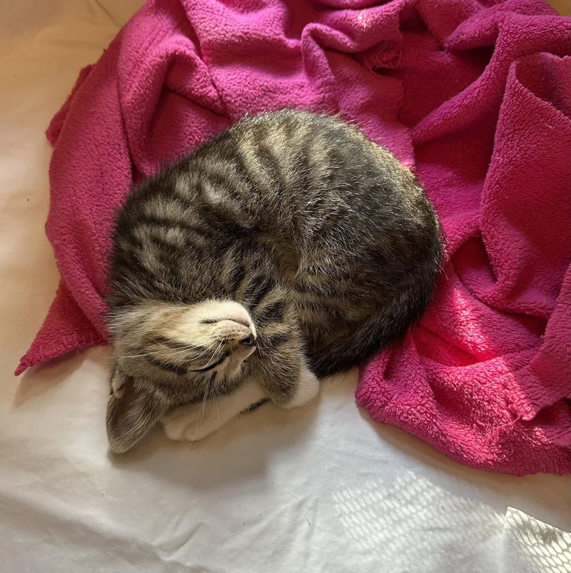 A baby medium-sized male Domestic Short Hair cat named Ranger Harry for adoption in Trenton, NJ