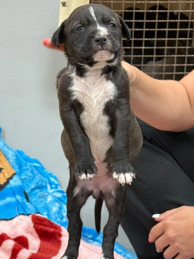 A baby medium-sized female Terrier dog named Maryse for adoption in Hartsville, SC
