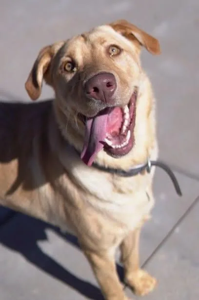 An adult large-sized male Yellow Labrador Retriever dog named Murphy for adoption in Knoxville, IA