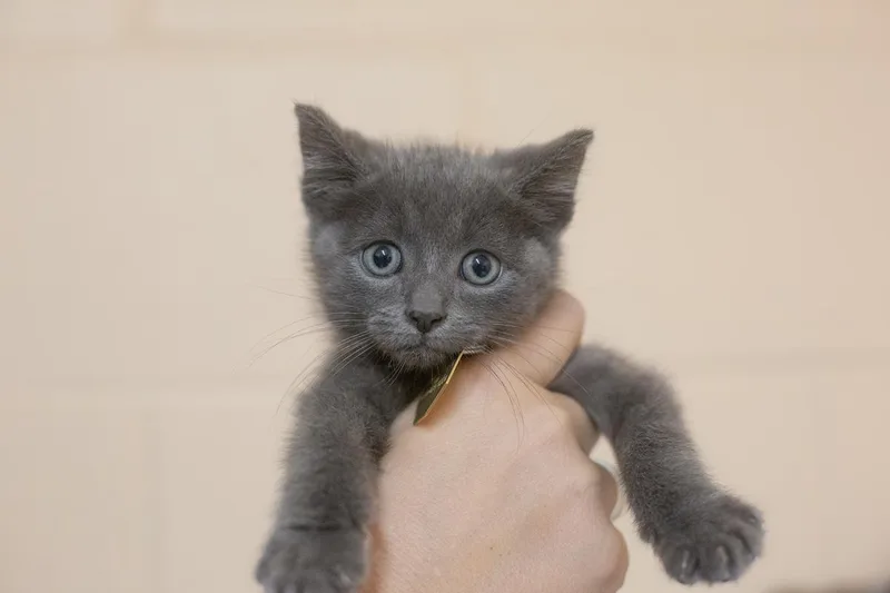 A baby small-sized male Domestic Short Hair cat named Fireball for adoption in Mountain Home, AR