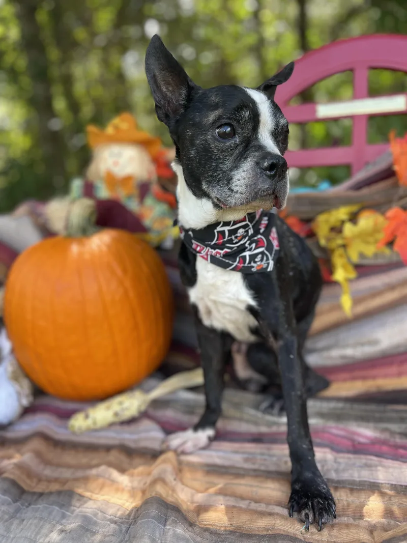 An adult small-sized male Boston Terrier dog named Draco for adoption in Sebring, FL
