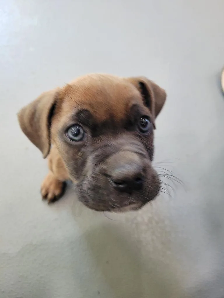 Vinnie