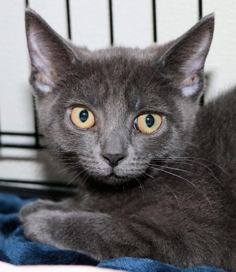 A baby medium-sized female Gray / Blue / Silver Domestic Short Hair cat named Chiffon for adoption in Cincinnati, OH