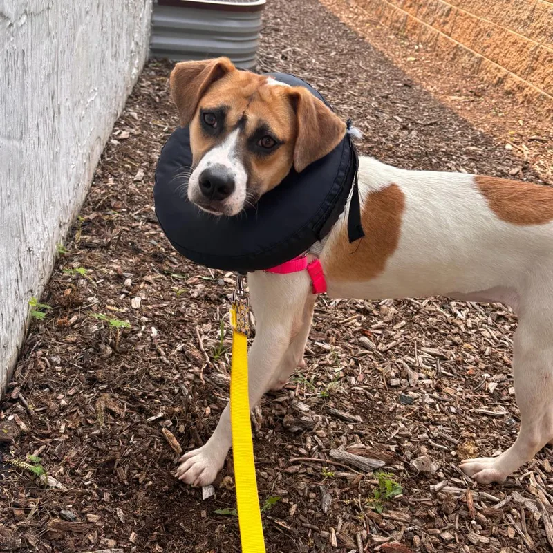 A young medium-sized female White / Cream Labrador Retriever dog named Macy for adoption in Falls Church, VA