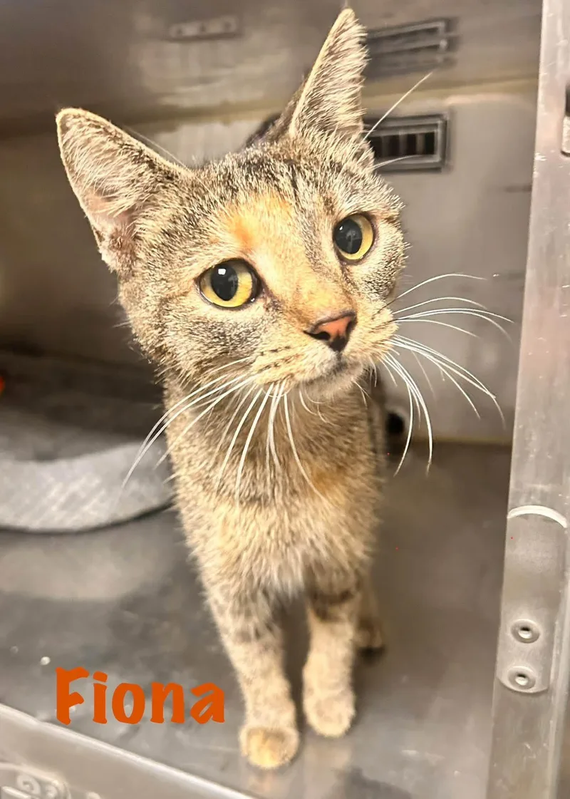 A young medium-sized female Tabby (Buff / Tan / Fawn) Domestic Short Hair cat named Fiona for adoption in Loogootee, IN