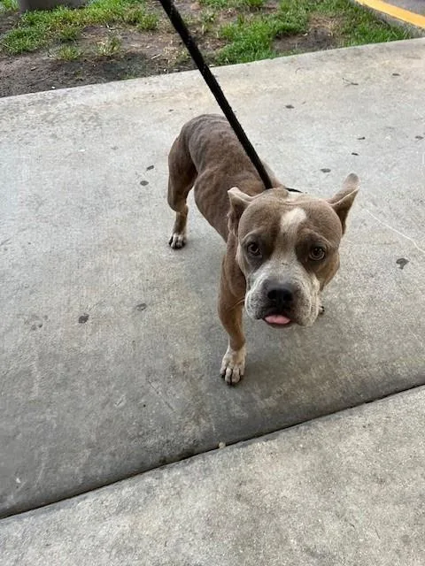 An adult medium-sized male Terrier dog named Billy for adoption in Miami, FL