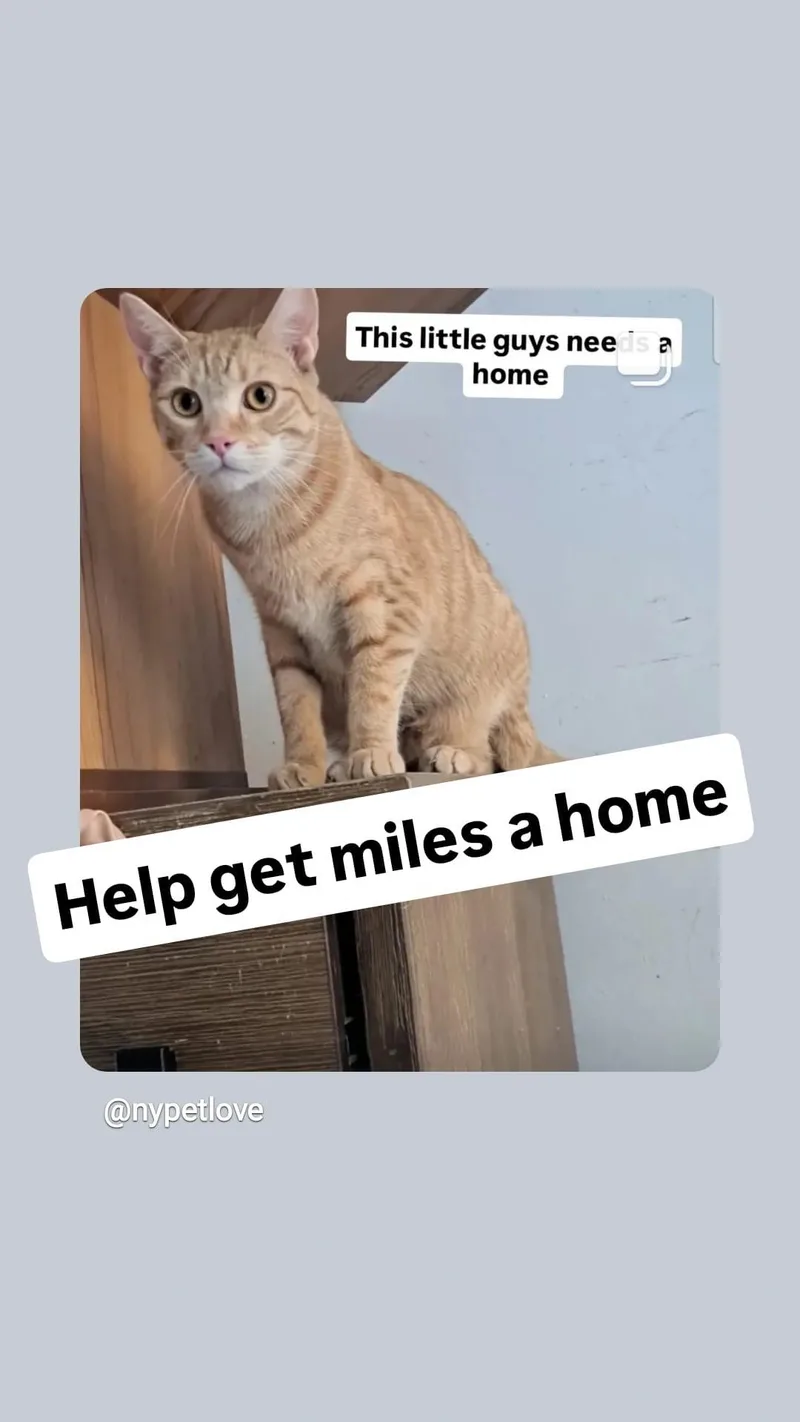 Mile’s thumbnail 2