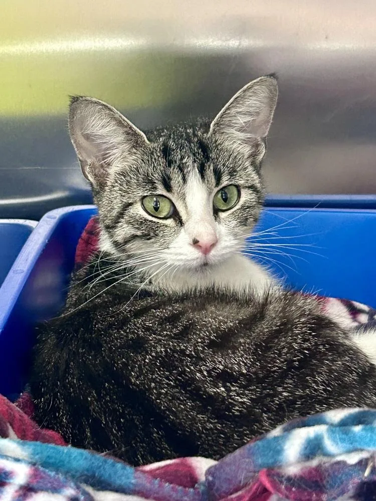 A young medium-sized female Domestic Short Hair cat named Danica for adoption in Ferndale, MI