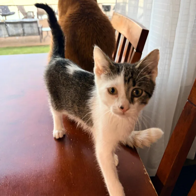 A baby small-sized male Domestic Short Hair cat named Peanut for adoption in Coralville, IA