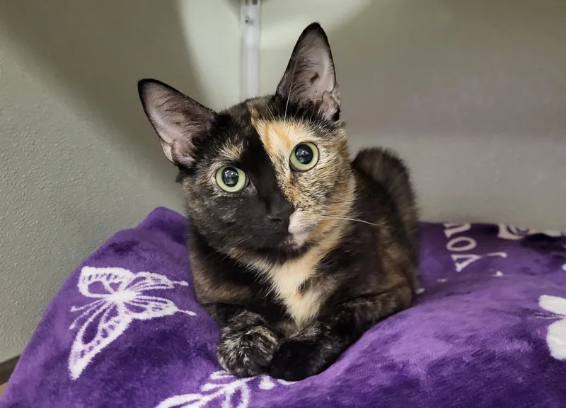 Cleo thumbnail 3