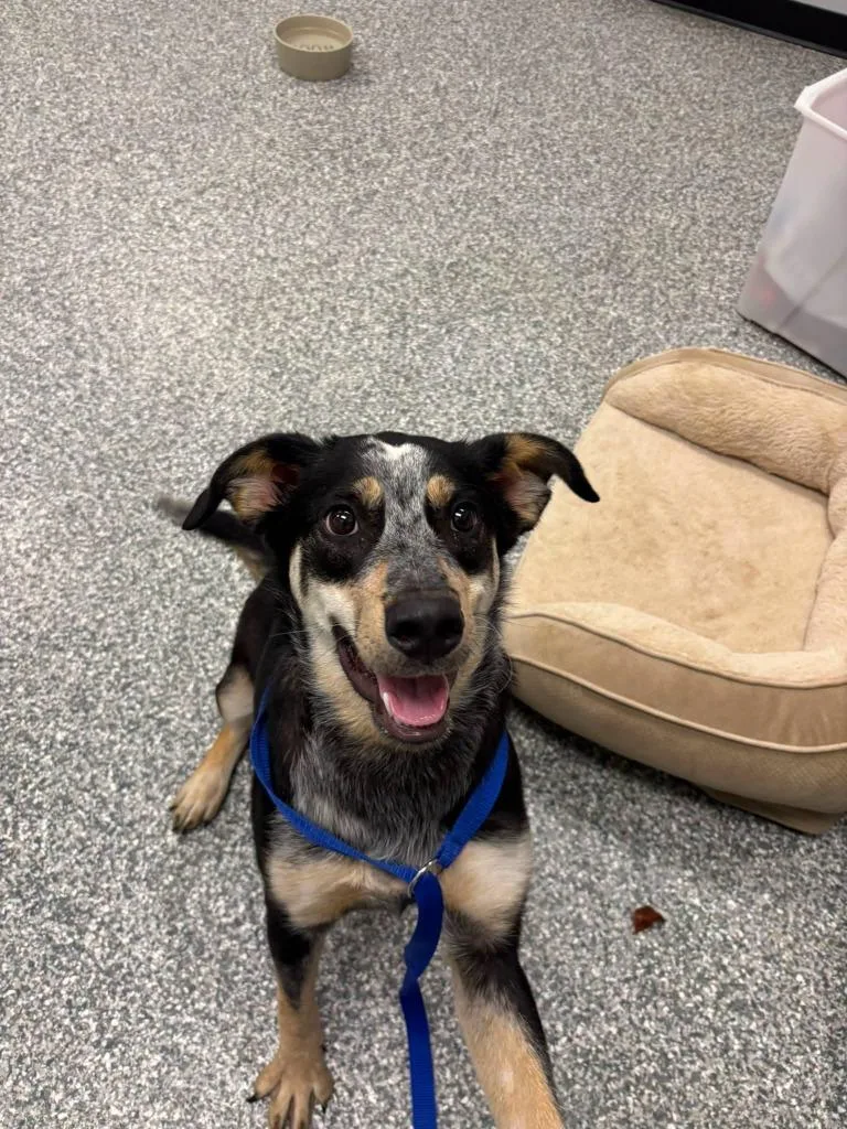 A young medium-sized female Cattle Dog dog named Valvoline for adoption in Mustang, OK