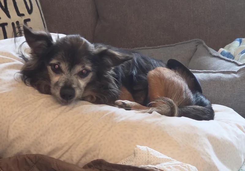 A senior small-sized male Chihuahua dog named Bubbas for adoption in merrillville, IN