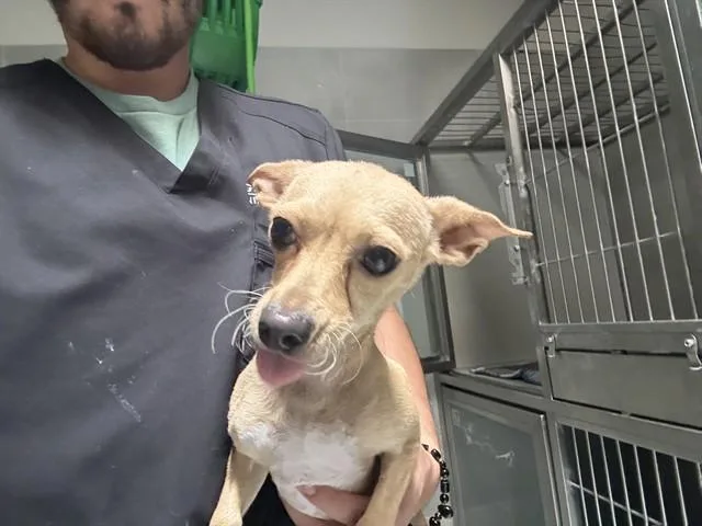 An adult small-sized female Chihuahua dog named Cause for adoption in Garland, TX