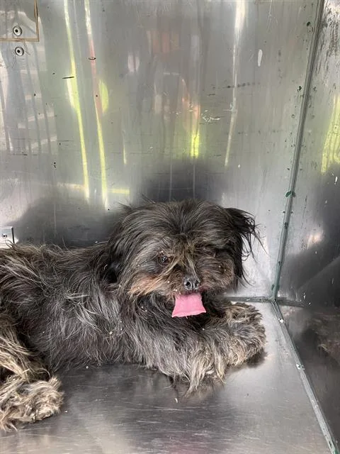 An adult small-sized male Mixed Breed dog named Cole for adoption in Dallas, TX