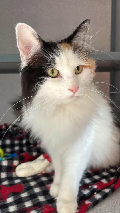 An adult medium-sized female Orange & White Domestic Long Hair cat named Tina for adoption in Waupaca, WI