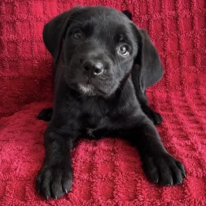 A baby medium-sized male Labrador Retriever dog named Kevin for adoption in Red Bluff, CA