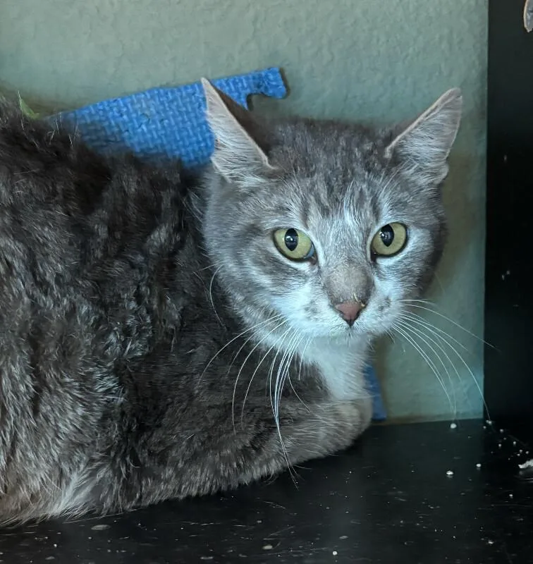 An adult medium-sized female White Domestic Short Hair cat named Swan Maiden for adoption in Fort Collins, CO