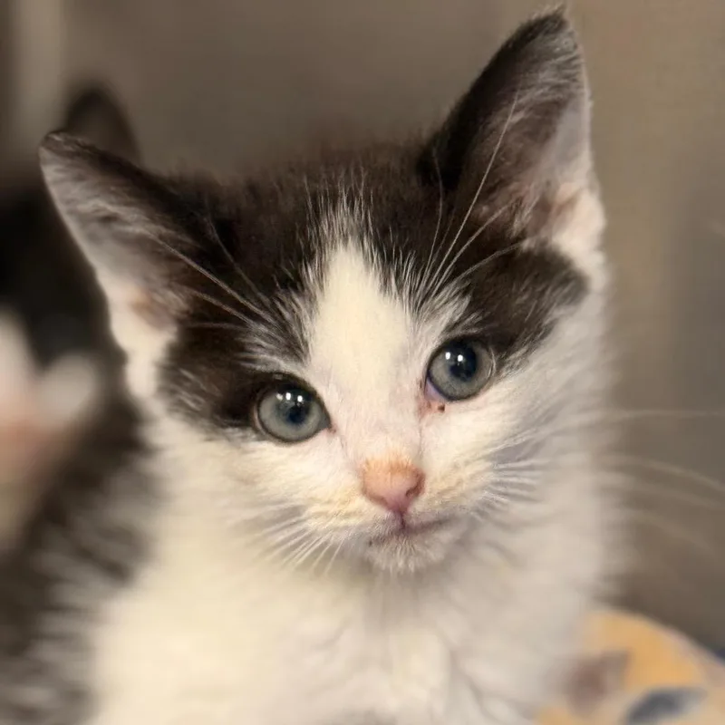A baby small-sized female Domestic Short Hair cat named Radney for adoption in Cumming, GA