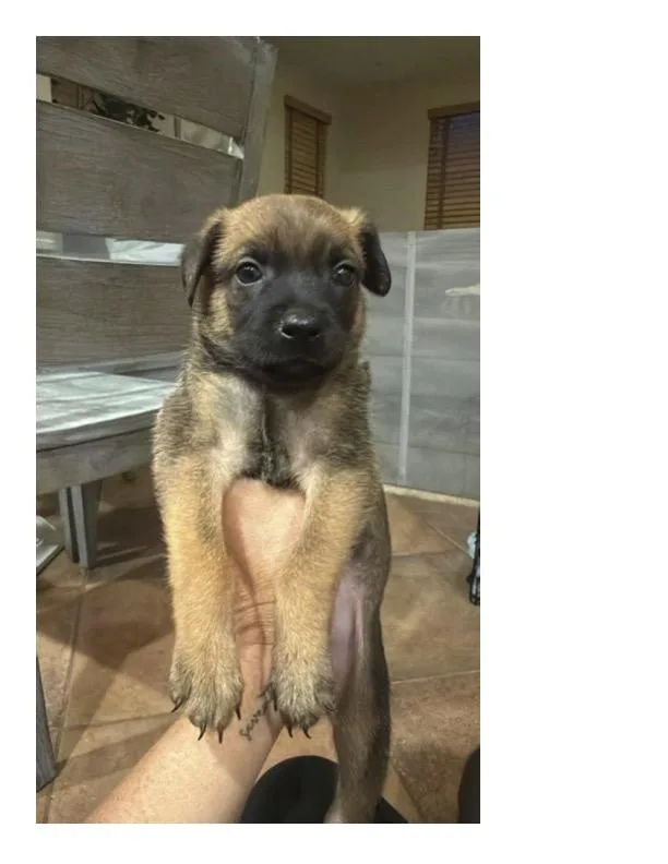 A baby small-sized female Belgian Shepherd / Malinois dog named Zuri for adoption in Discovery Bay, CA