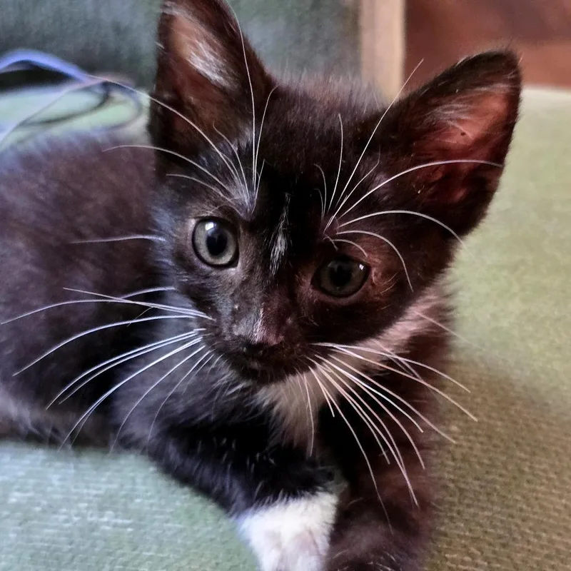 A baby medium-sized male Black Domestic Short Hair cat named Truffles for adoption in Beulaville, NC