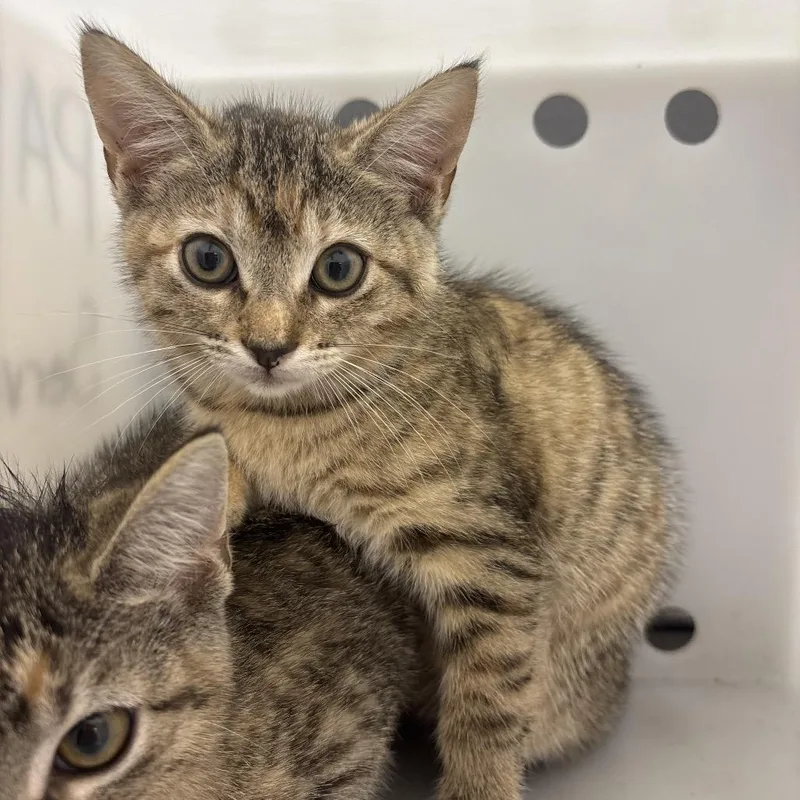 A baby small-sized female Buff / Tan / Fawn Domestic Short Hair cat named Kiwi for adoption in Columbus, GA