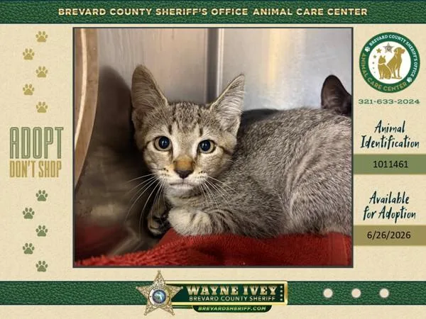 A baby small-sized female Domestic Short Hair cat named French Fry for adoption in Melbourne, FL