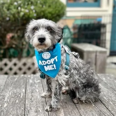 A senior small-sized female Gray / Blue / Silver Schnauzer dog named Fifa for adoption in Pacific Grove, CA
