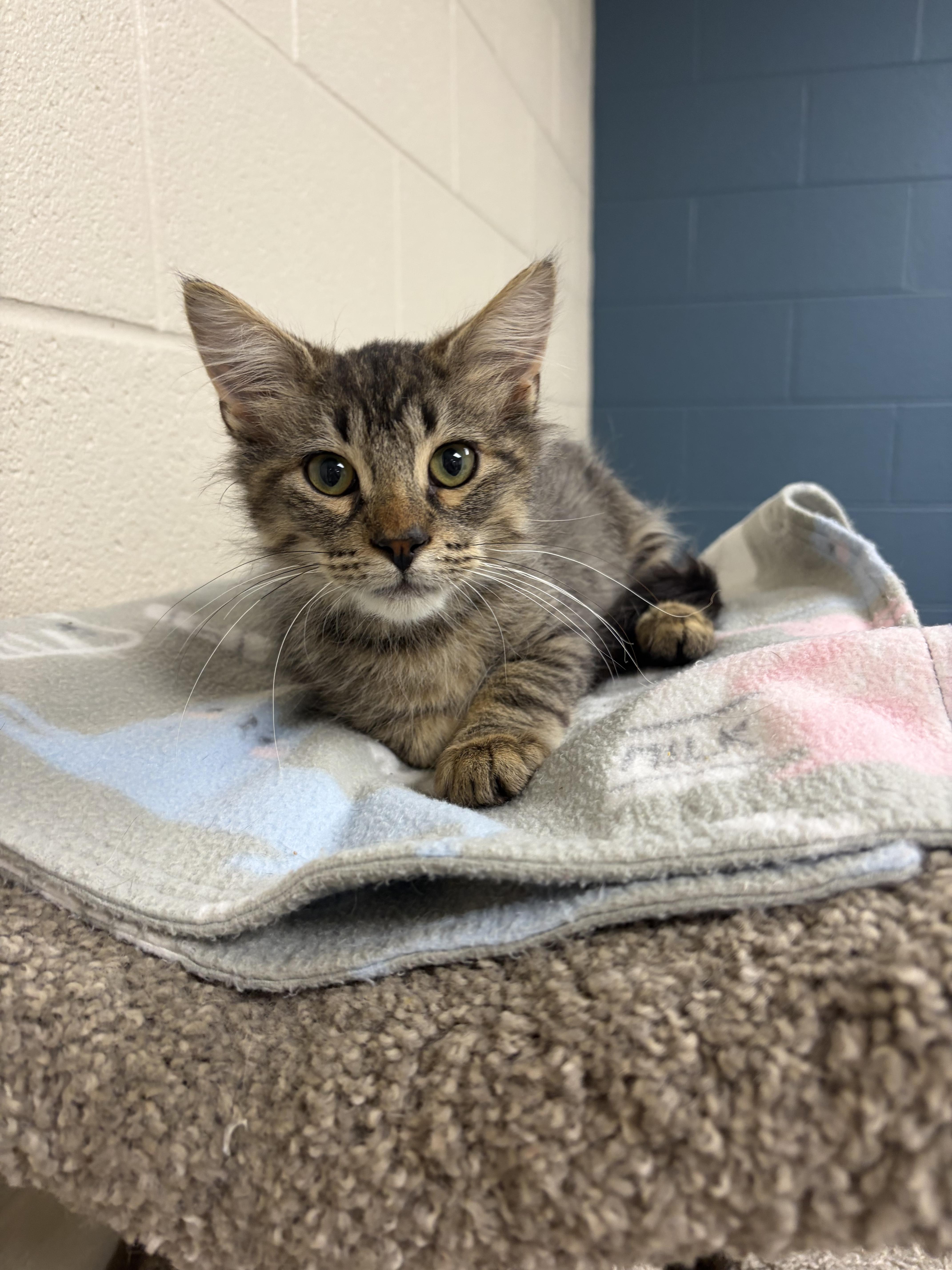 A young small-sized male Tabby (Brown / Chocolate) Domestic Short Hair cat named Atlas for adoption in Valparaiso, IN
