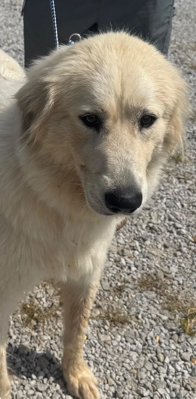 A baby large-sized female Golden Retriever dog named Gold AU for adoption in Evergreen, CO