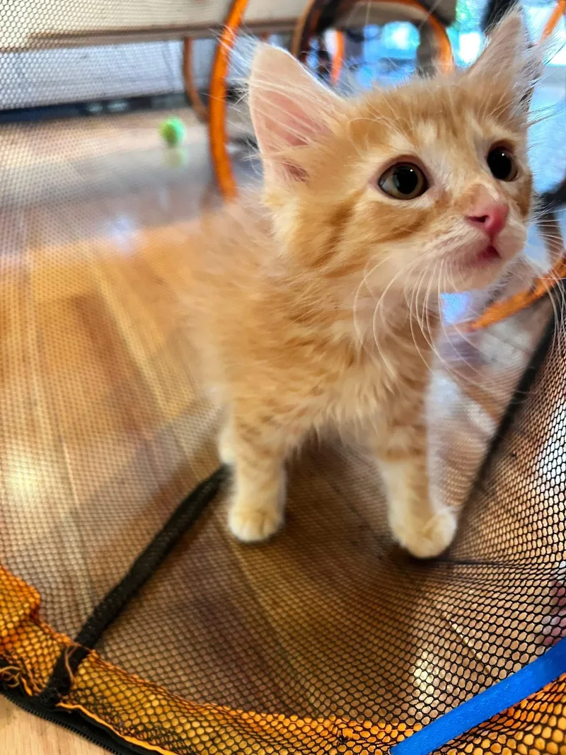 A baby medium-sized male Orange & White Tabby cat named Fizz for adoption in Saginaw, MI
