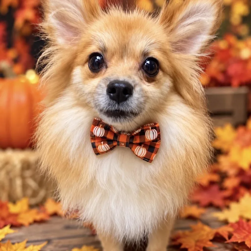 An adult small-sized female Yellow / Tan / Blond / Fawn Pomeranian dog named Aisling for adoption in Binghamton, NY