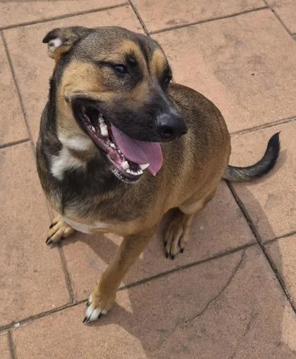 An adult large-sized female German Shepherd Dog dog named Tipper for adoption in Shreveport, LA
