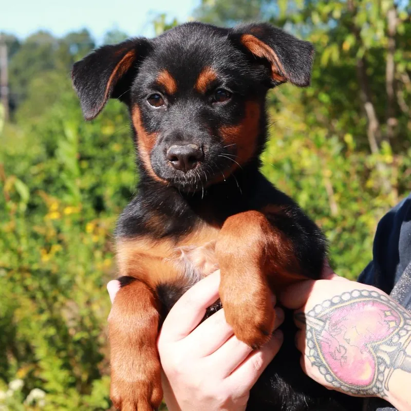 A baby medium-sized female German Shepherd Dog dog named CT Beulah for adoption in Eastford, CT